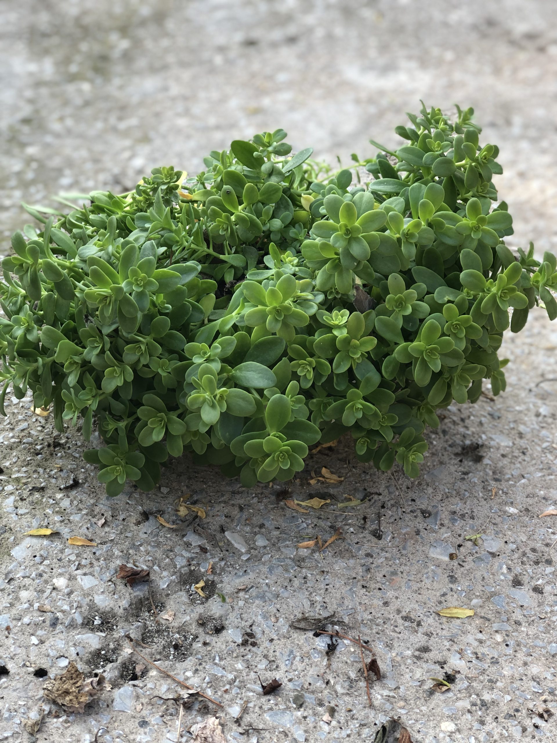 Σέδος (Sedum)
