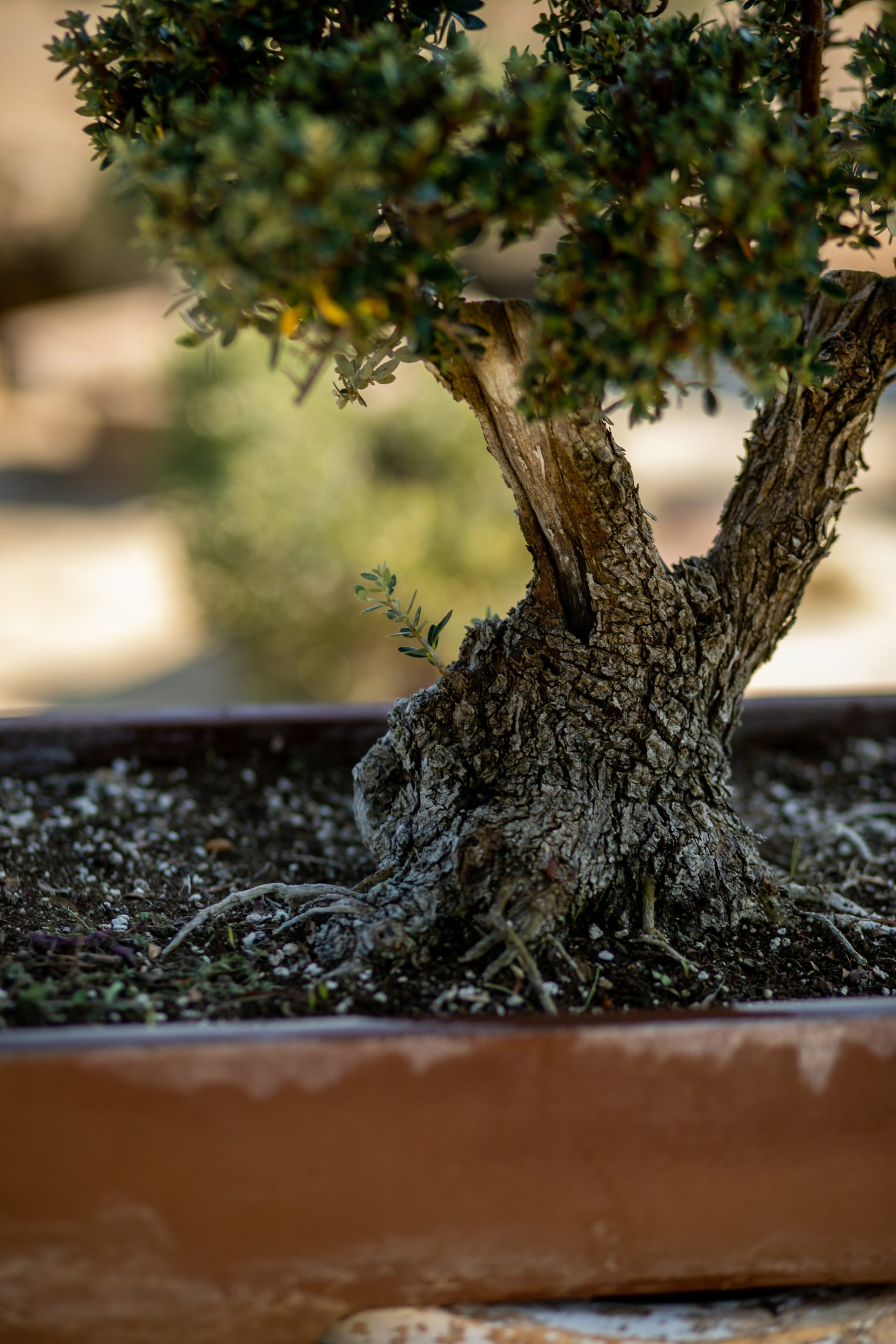 Μπονσάι Ελιάς 45 - Image 2