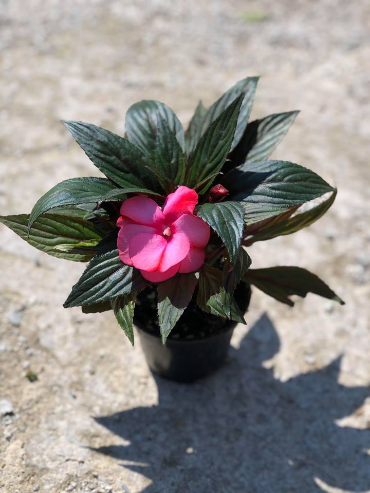 Έρωτας - Image 2