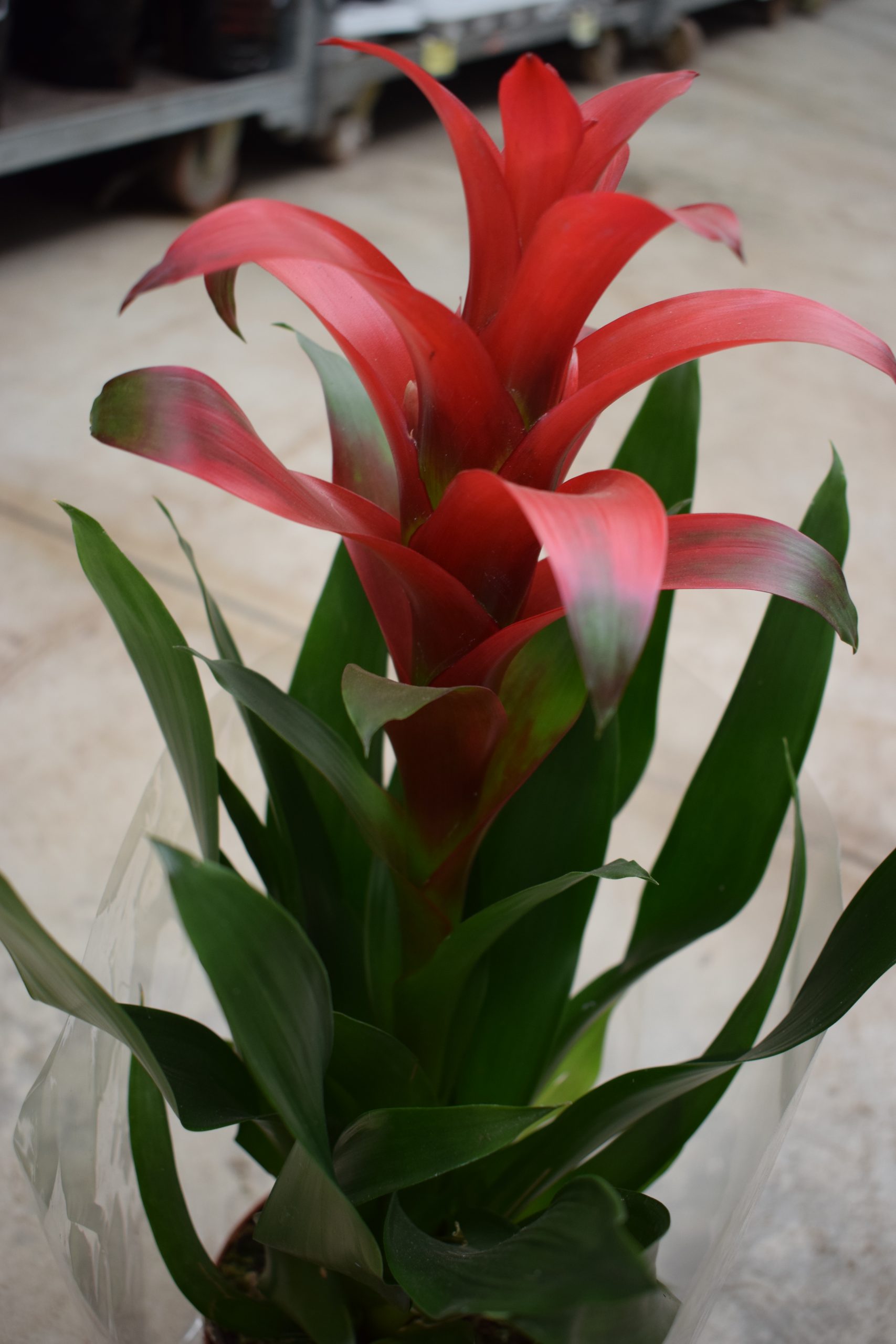 Γκουζμάνια - Image 2