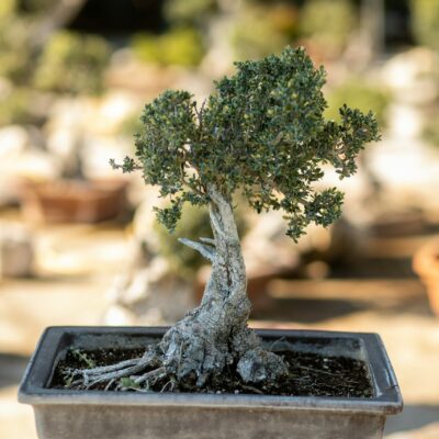 Μπονσάι Ελιάς 49