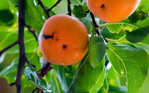 Λωτός Γλάστρα 17 cm- 2 L - Image 2