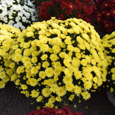 Χρυσάνθεμο