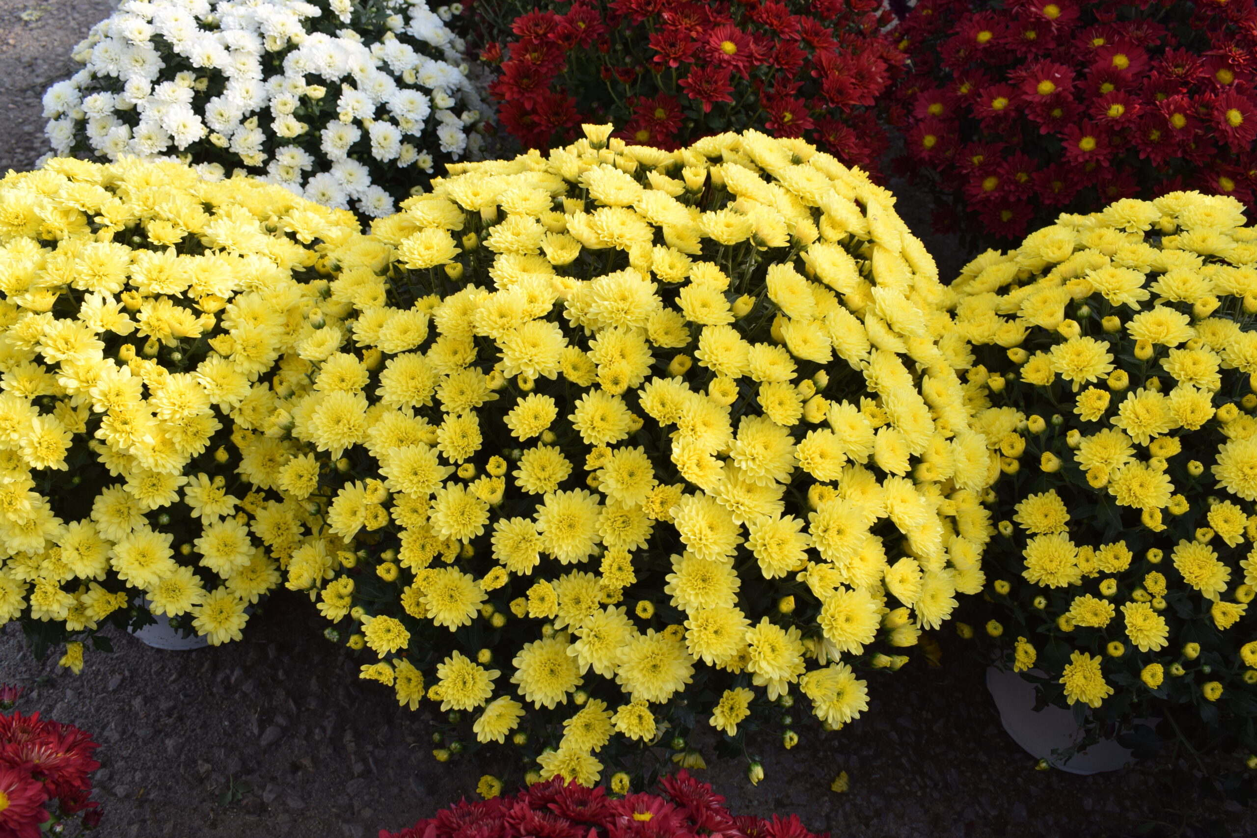 Χρυσάνθεμο