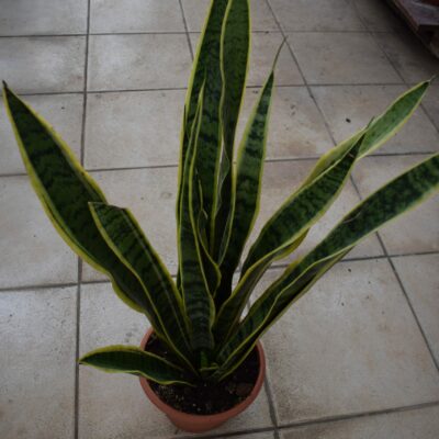 Σανσεβιέρια