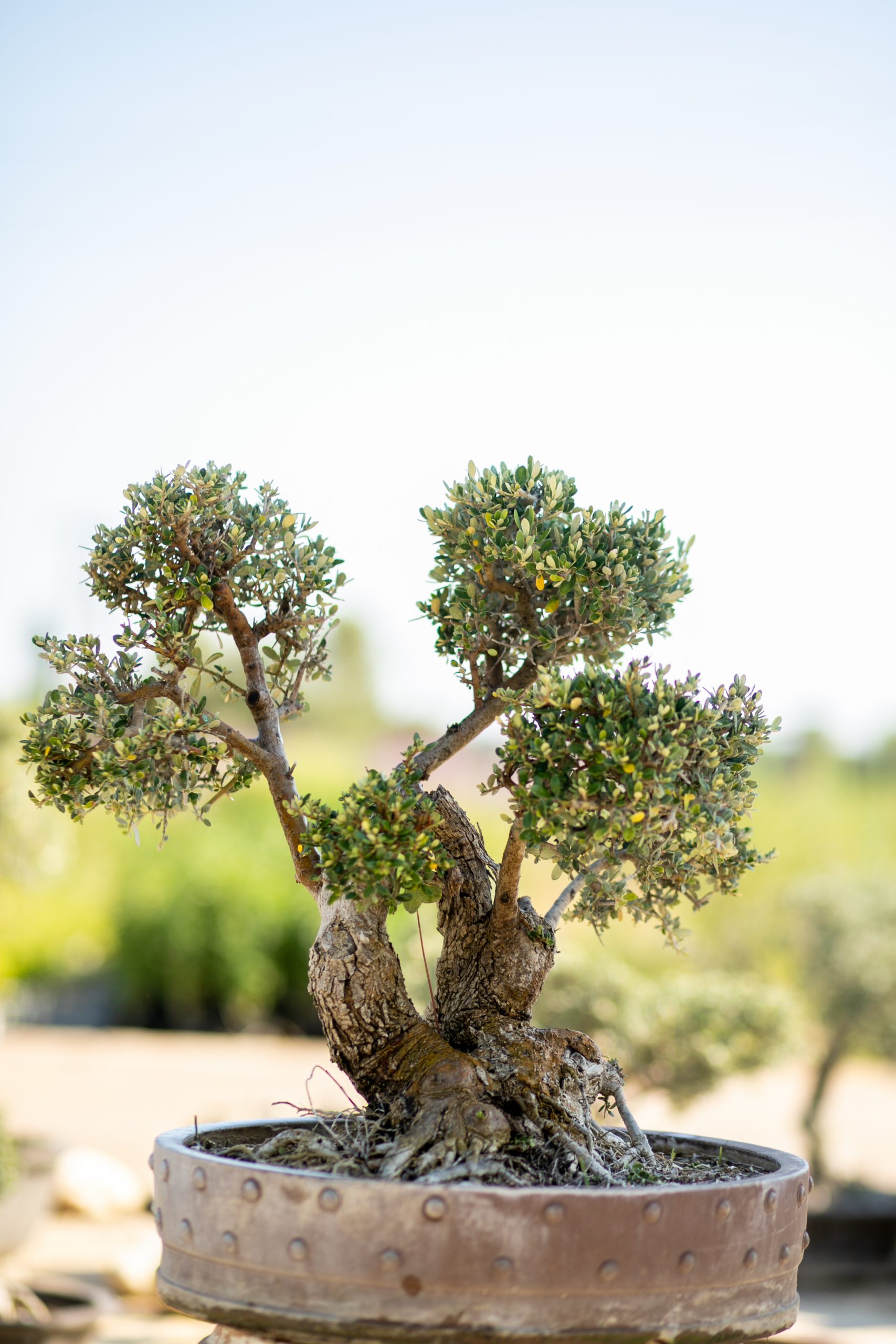 Μπονσάι Ελιάς 46 - Image 2