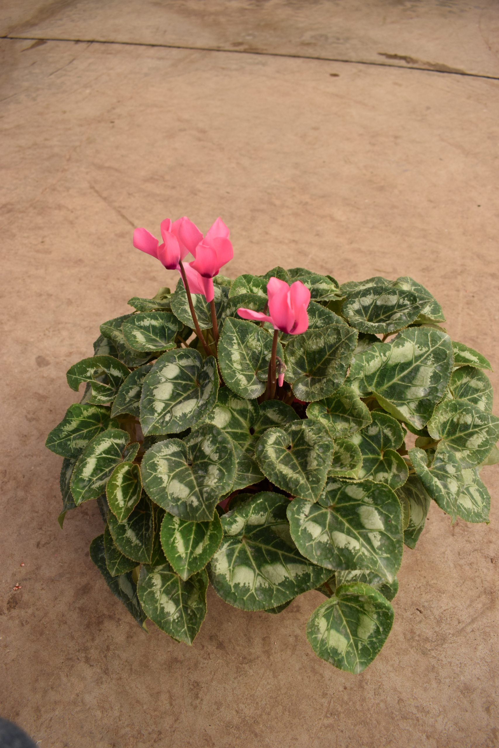 Κυκλάμινο - Image 3