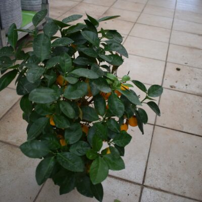 Καλαμοντίνη