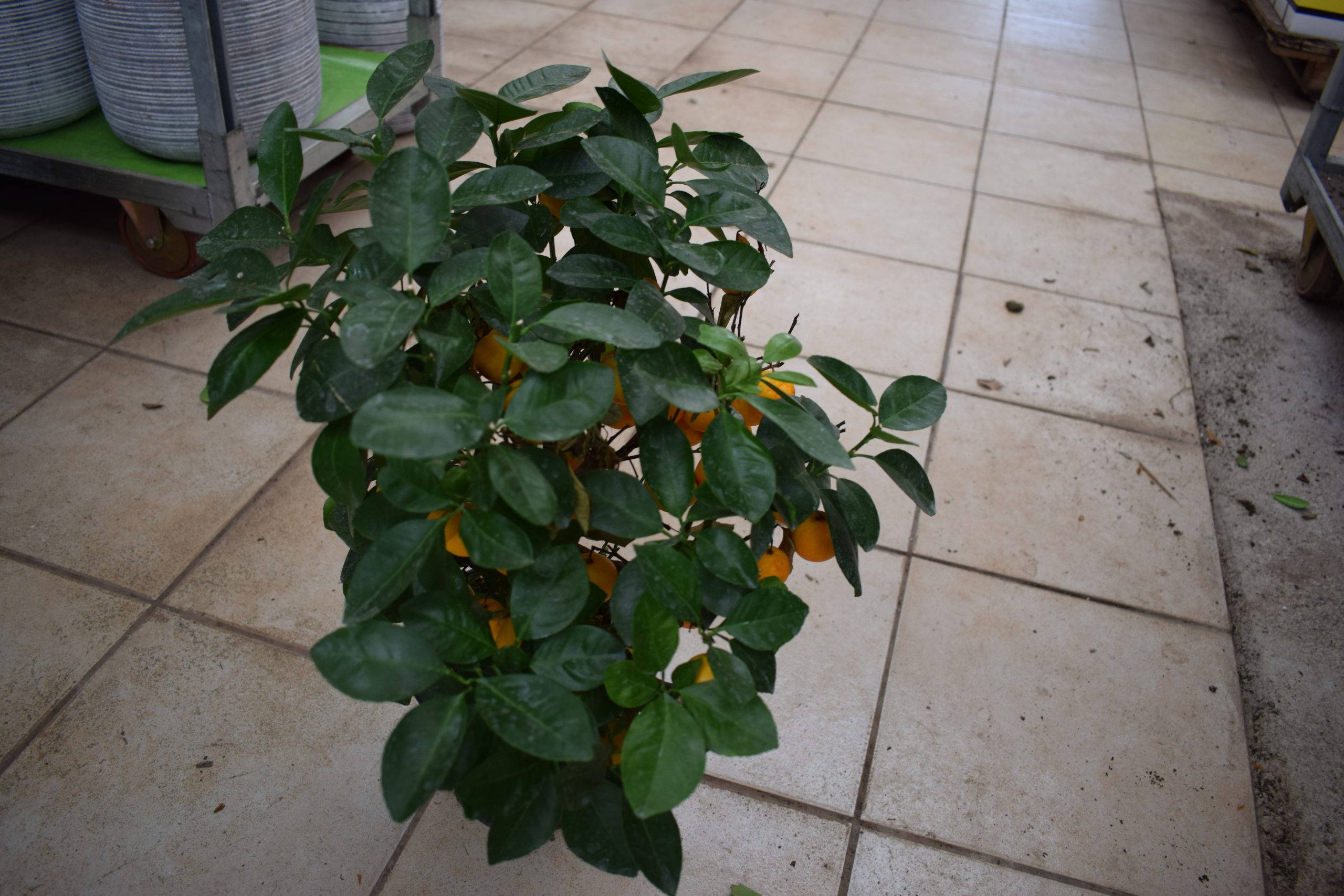 Καλαμοντίνη