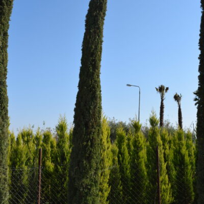 Κυπαρίσσι Ορθόκλαδο