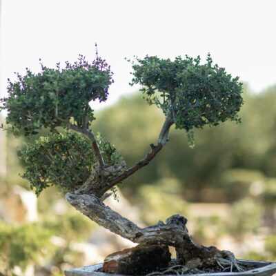 Μπονσάι Ελιάς 58