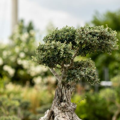 Μπονσάι Ελιάς 16