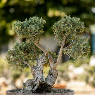 Μπονσάι Ελιάς 46