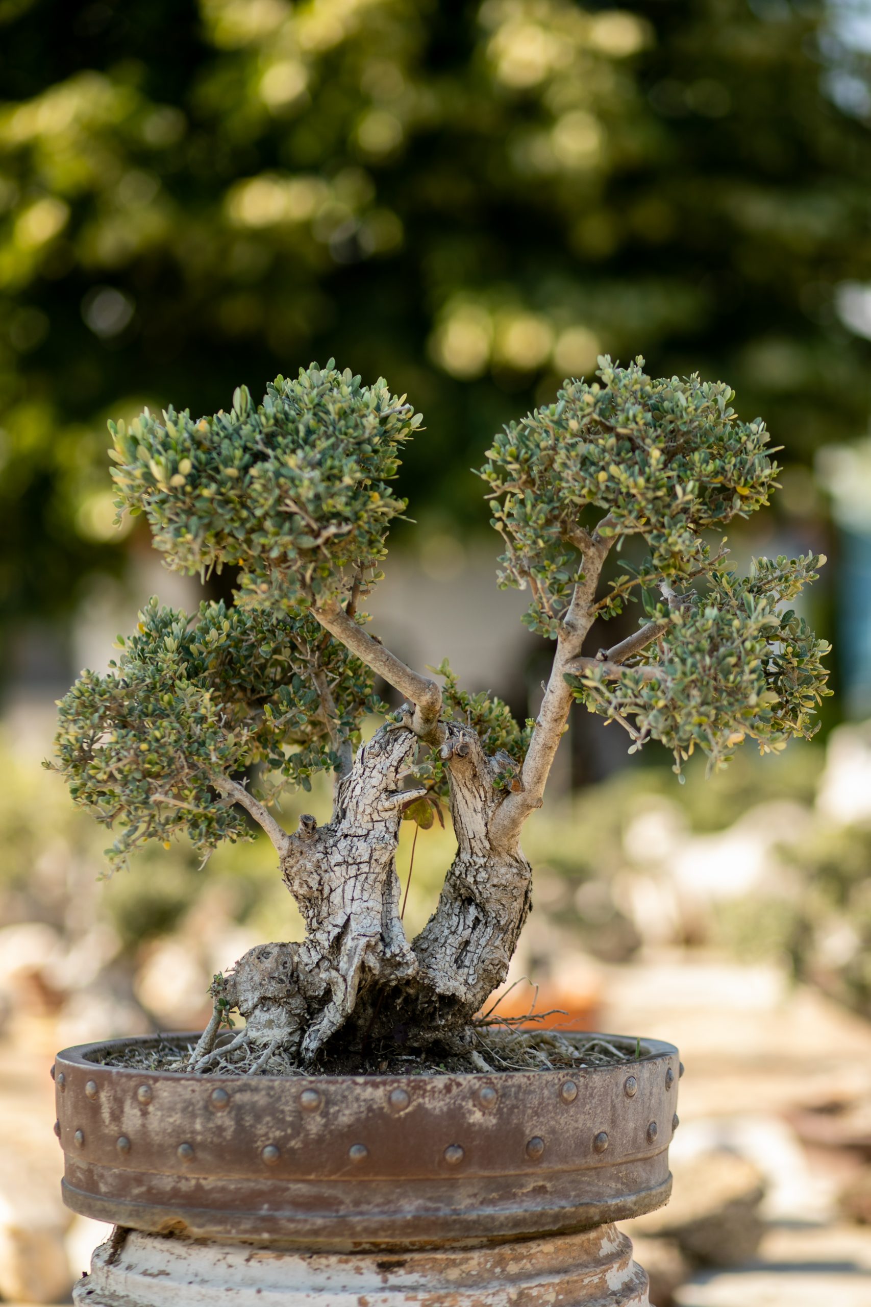 Μπονσάι Ελιάς 46