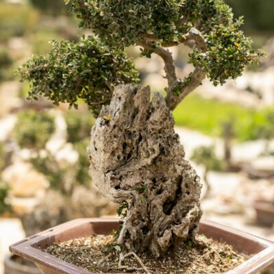 Μπονσάι Ελιάς 26