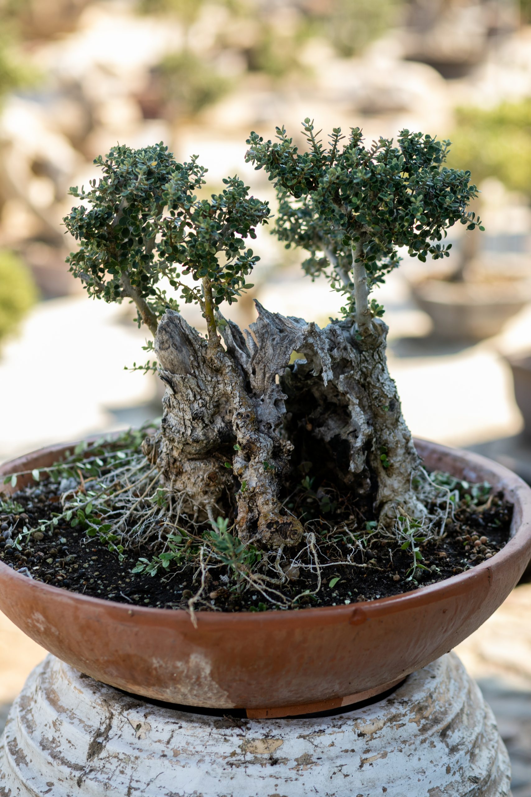 Μπονσάι Ελιάς 55 - Image 3