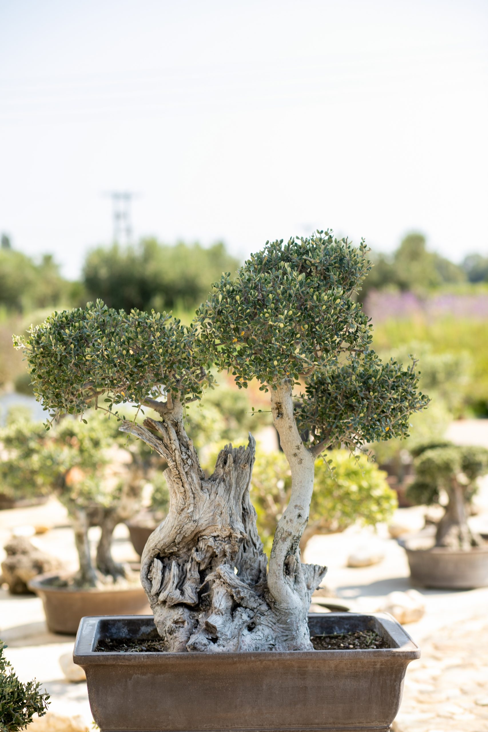 Μπονσάι Ελιάς 33 - Image 2