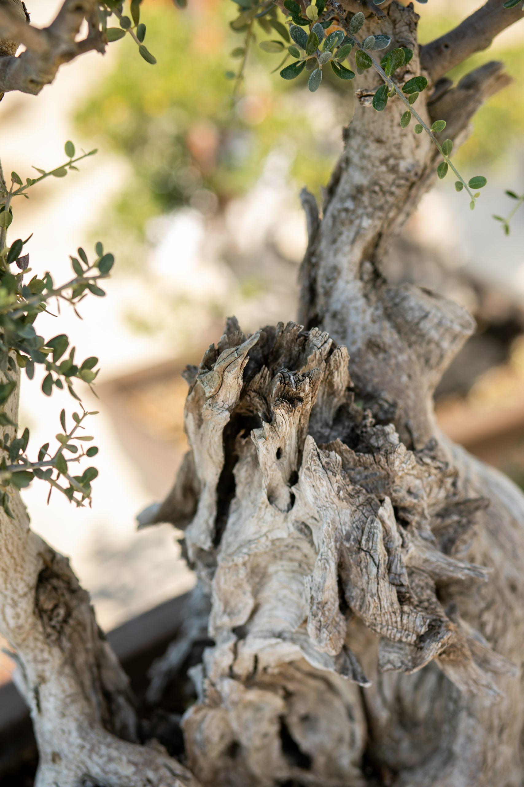 Μπονσάι Ελιάς 33 - Image 4