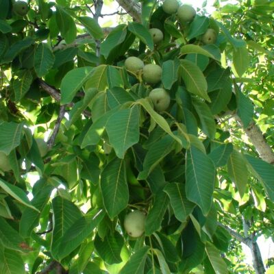 Καρυδιά Γλάστρα 17 cm- 2 L