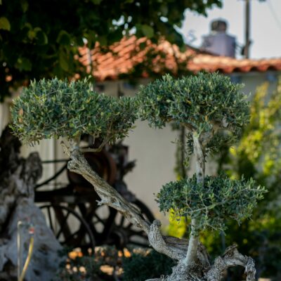 Μπονσάι Ελιάς 60