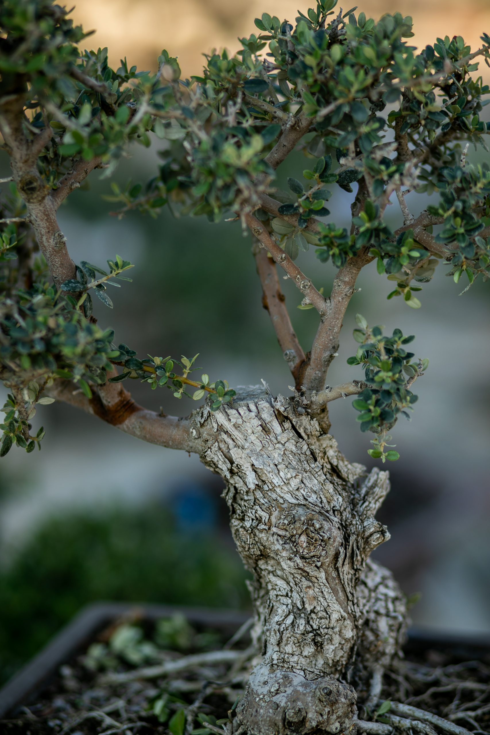 Μπονσάι Ελιάς 54 - Image 3