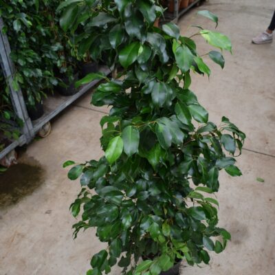 Φίκος Μπέντζαμιν