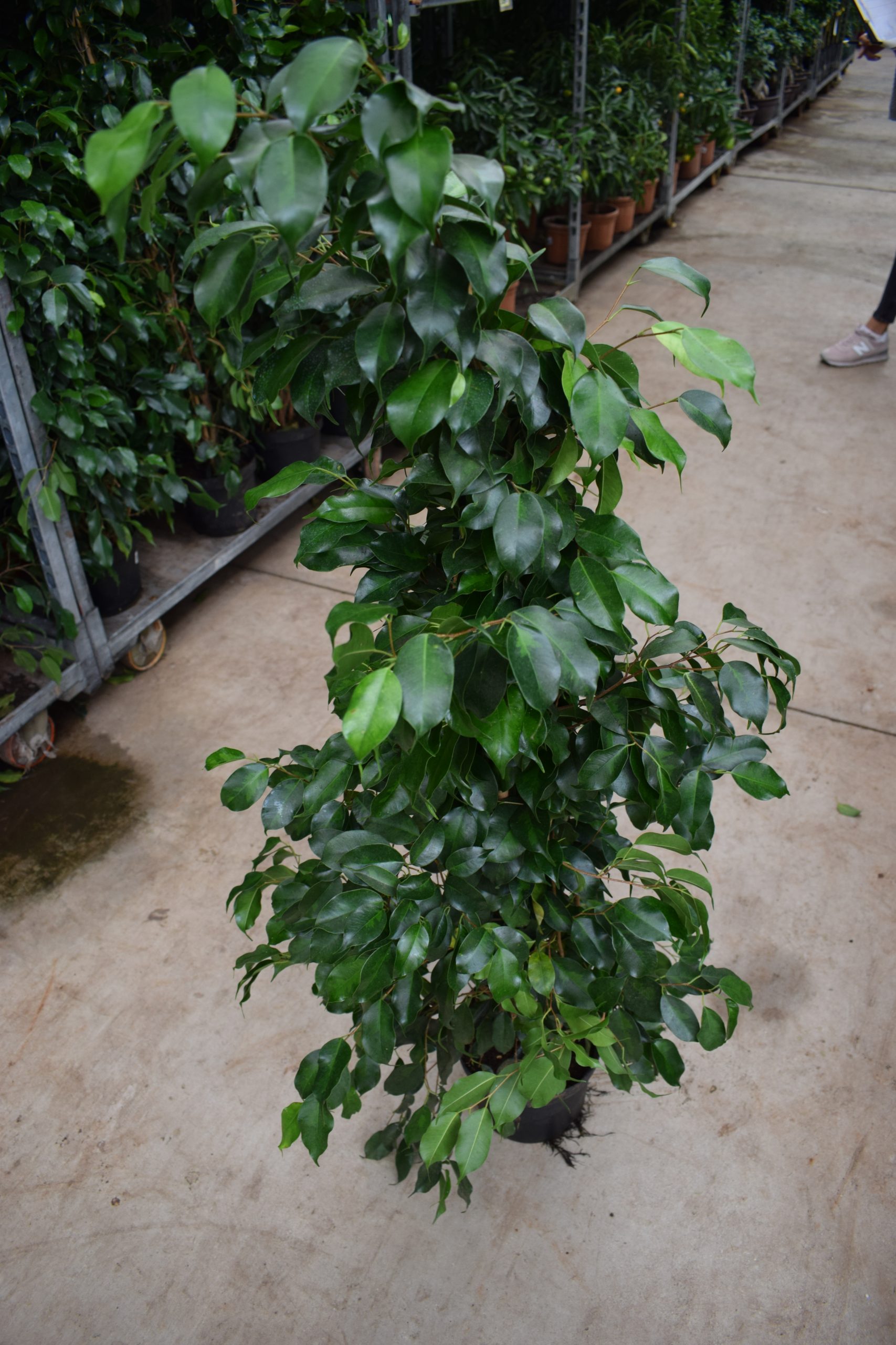 Φίκος Μπέντζαμιν