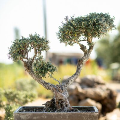 Μπονσάι Ελιάς 43