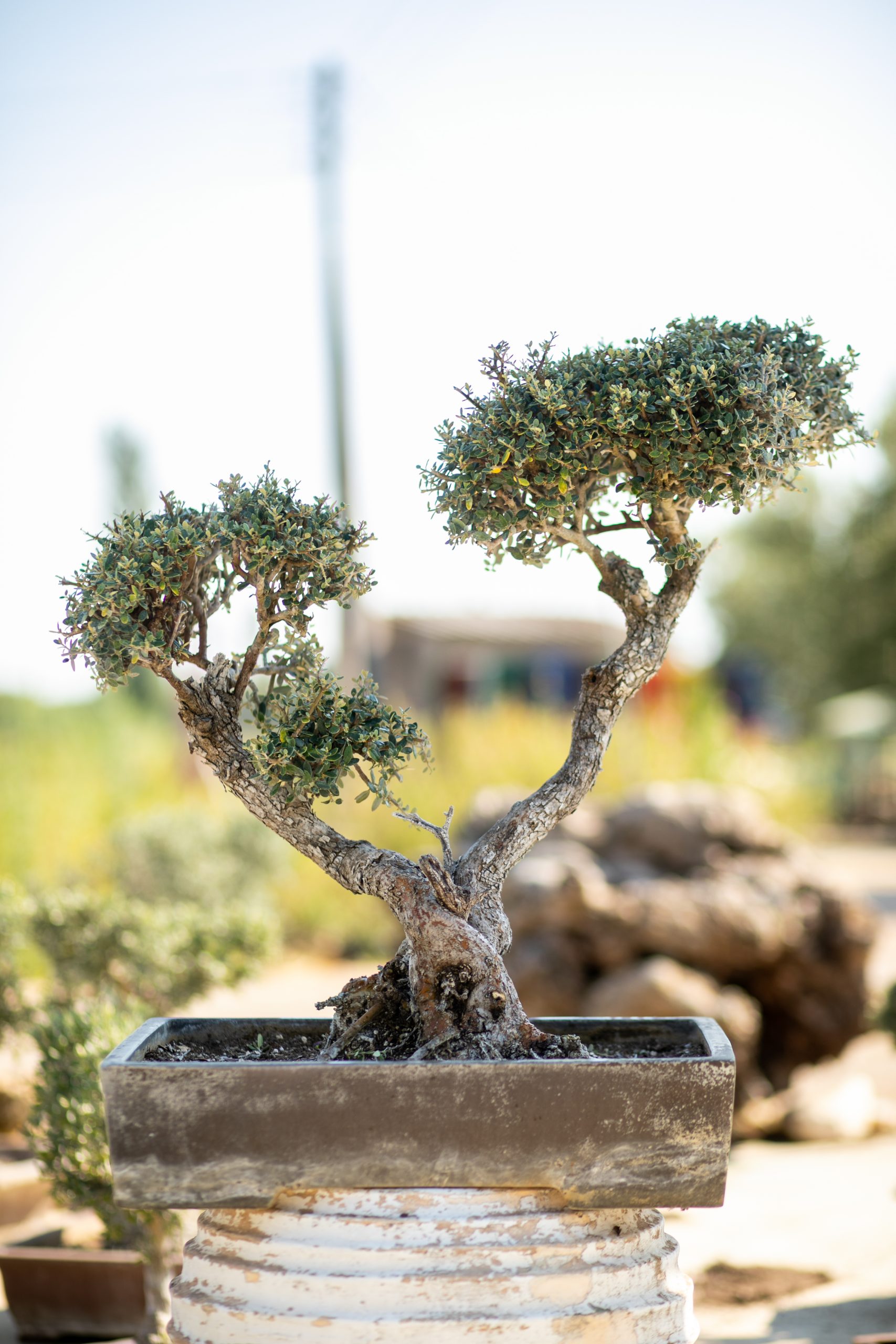 Μπονσάι Ελιάς 43