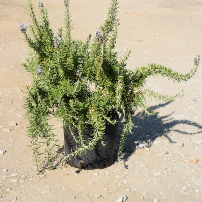 Δενδρολίβανο έρπων