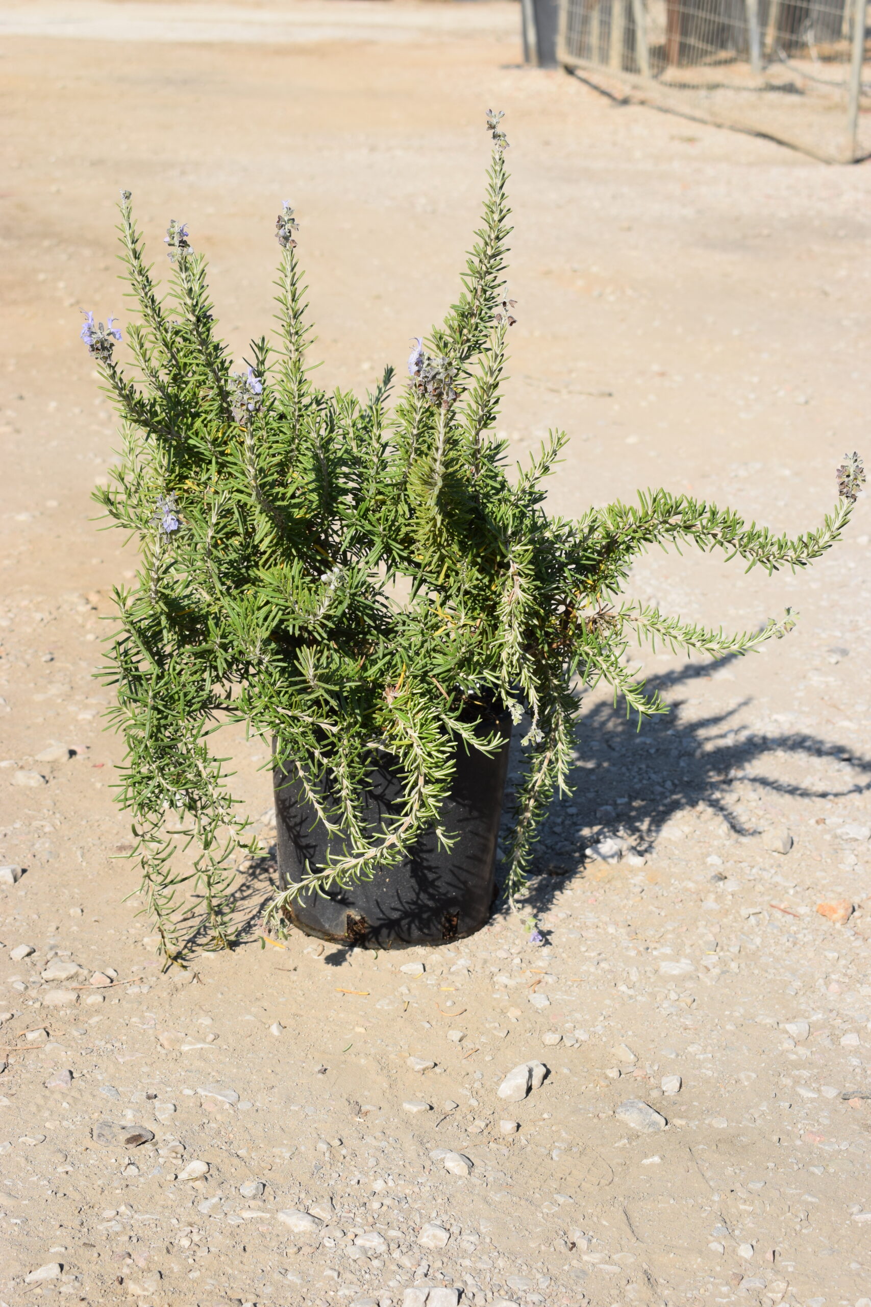 Δενδρολίβανο έρπων