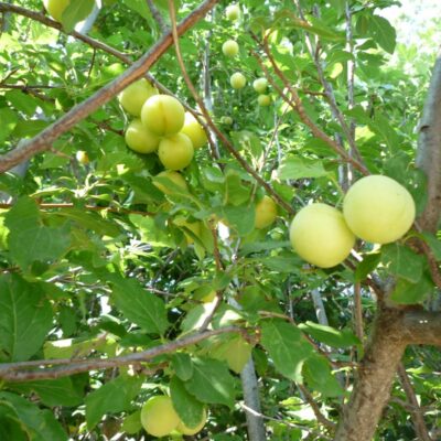 Κορομηλιά Γλάστρα 17 cm-2 L