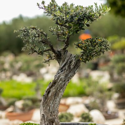 Μπονσάι Ελιάς 15