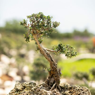 Μπονσάι Ελιάς 6