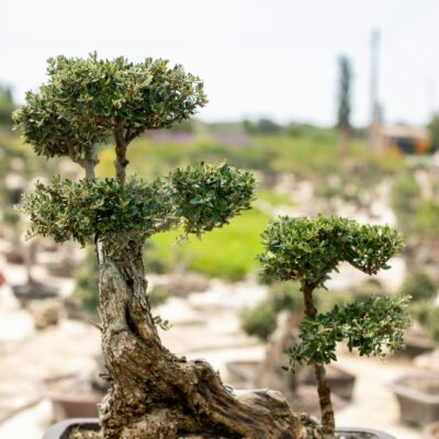 Μπονσάι Ελιάς 2
