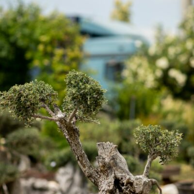 Μπονσάι Ελιάς 17