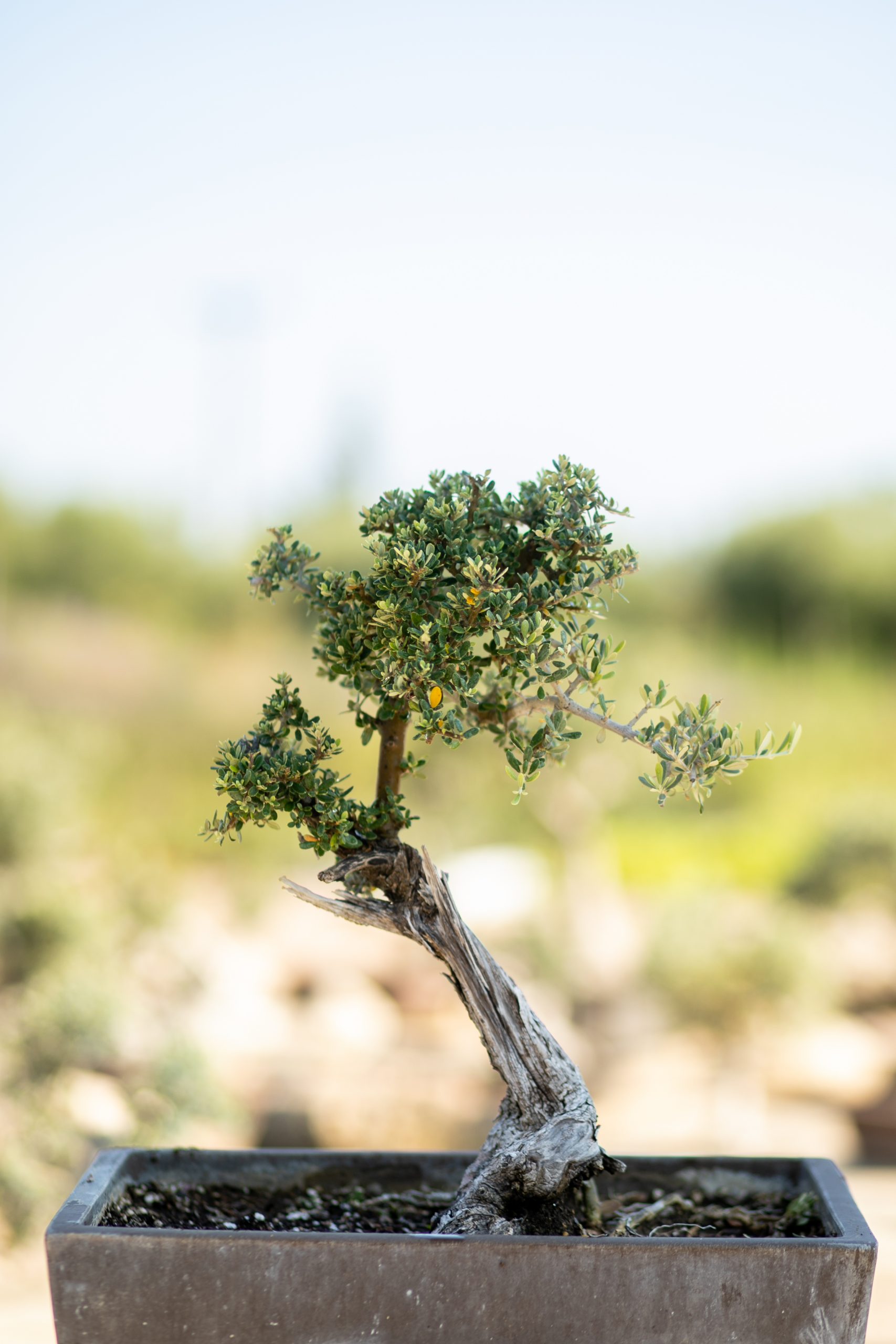 Μπονσάι Ελιάς 50 - Image 2