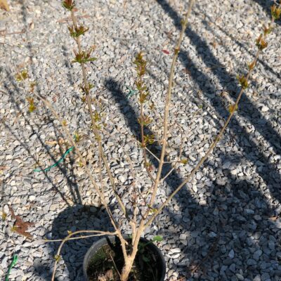 Ροδιά Wonderfull