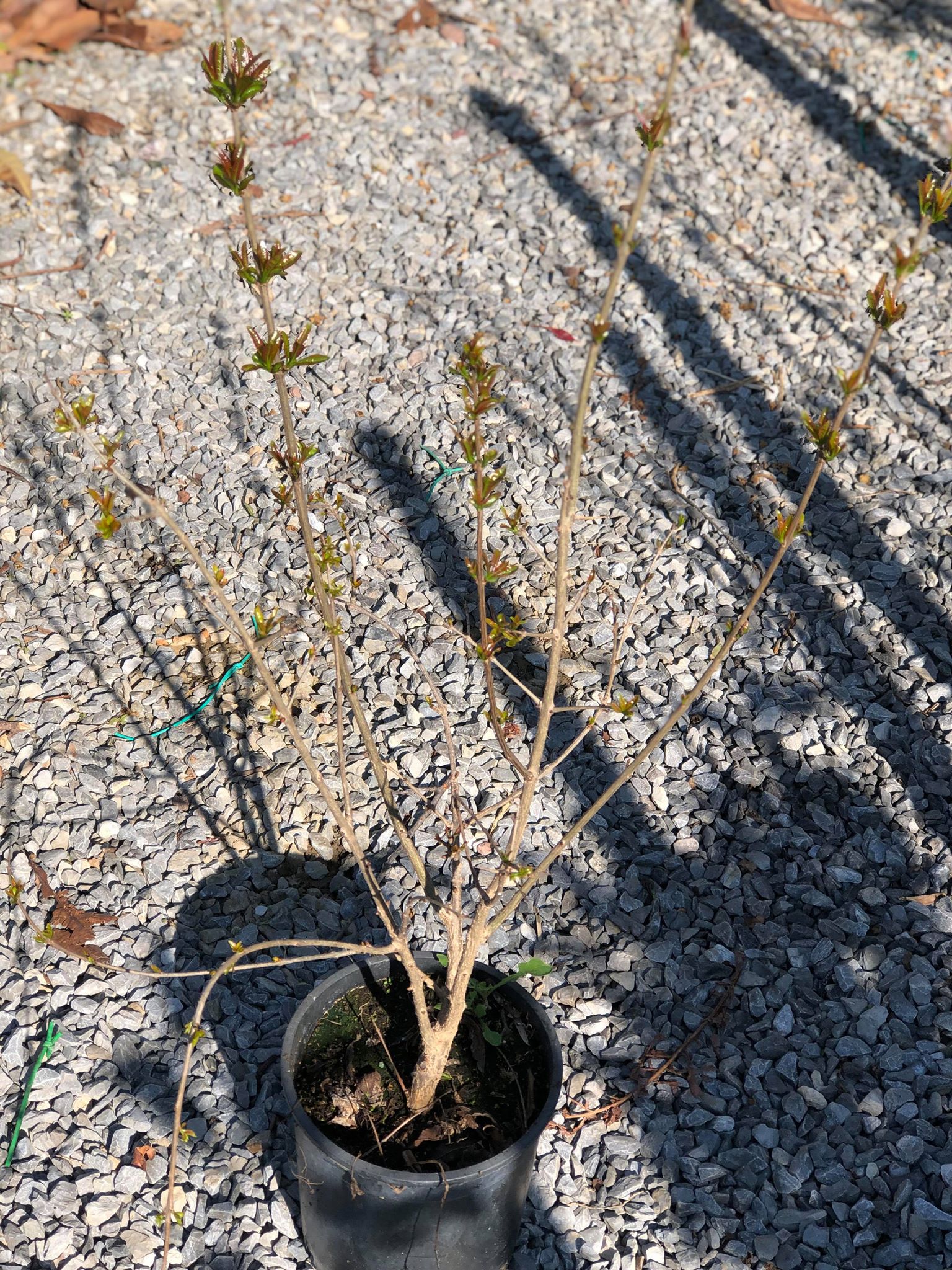 Ροδιά Wonderfull