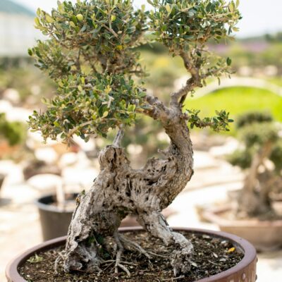 Μπονσάι Ελιάς 1