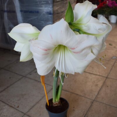 Αμαρυλλίς Βολβός