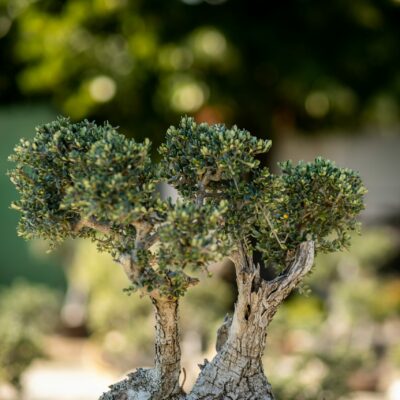 Μπονσάι Ελιάς 47