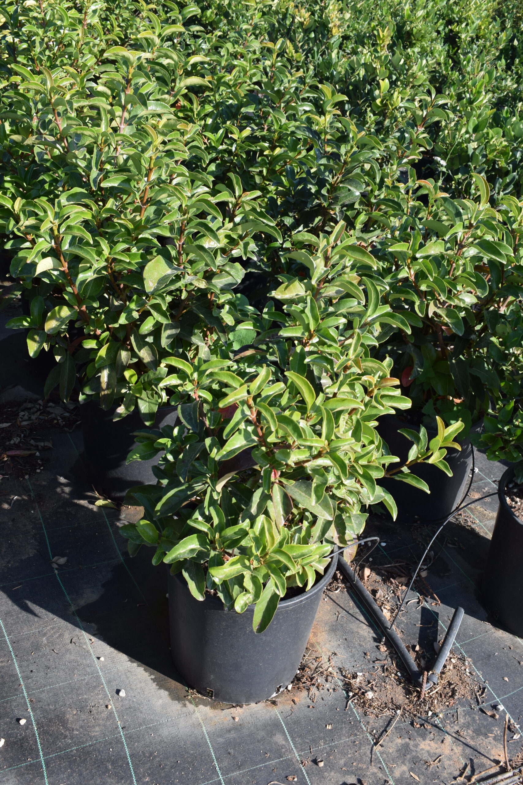 Βιβούρνο Λούσιντουμ - Image 3