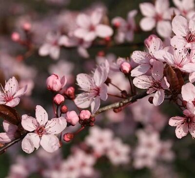 Καλλωπιστική Κερασιά Πάχος κορμού 8-10 cm