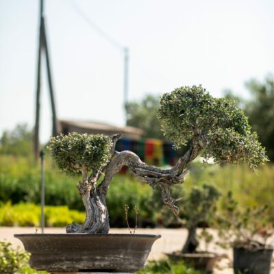 Μπονσάι Ελιάς 35