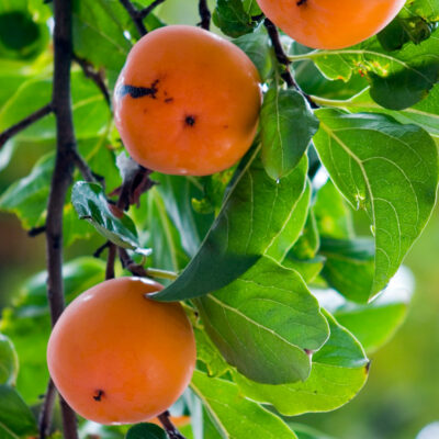 Λωτός Γλάστρα 17 cm- 2 L