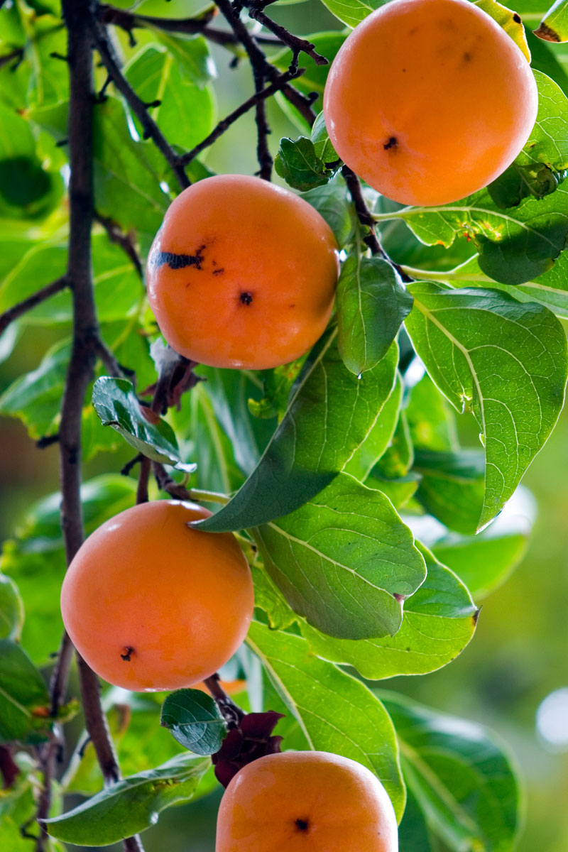 Λωτός Γλάστρα 17 cm- 2 L