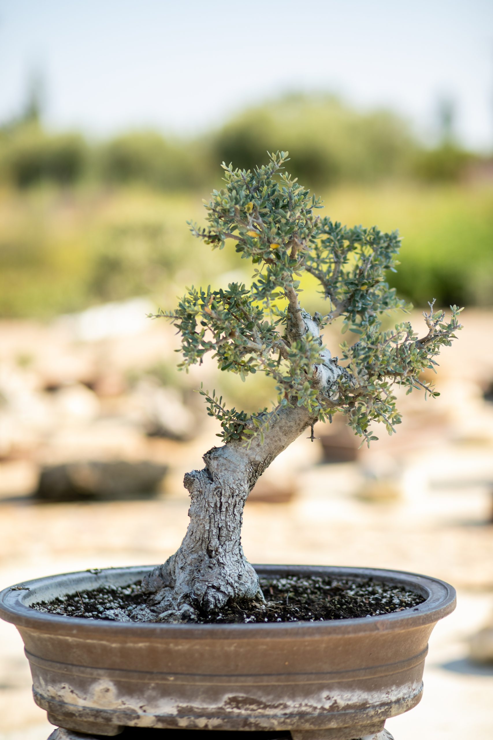 Μπονσάι Ελιάς 48 - Image 2