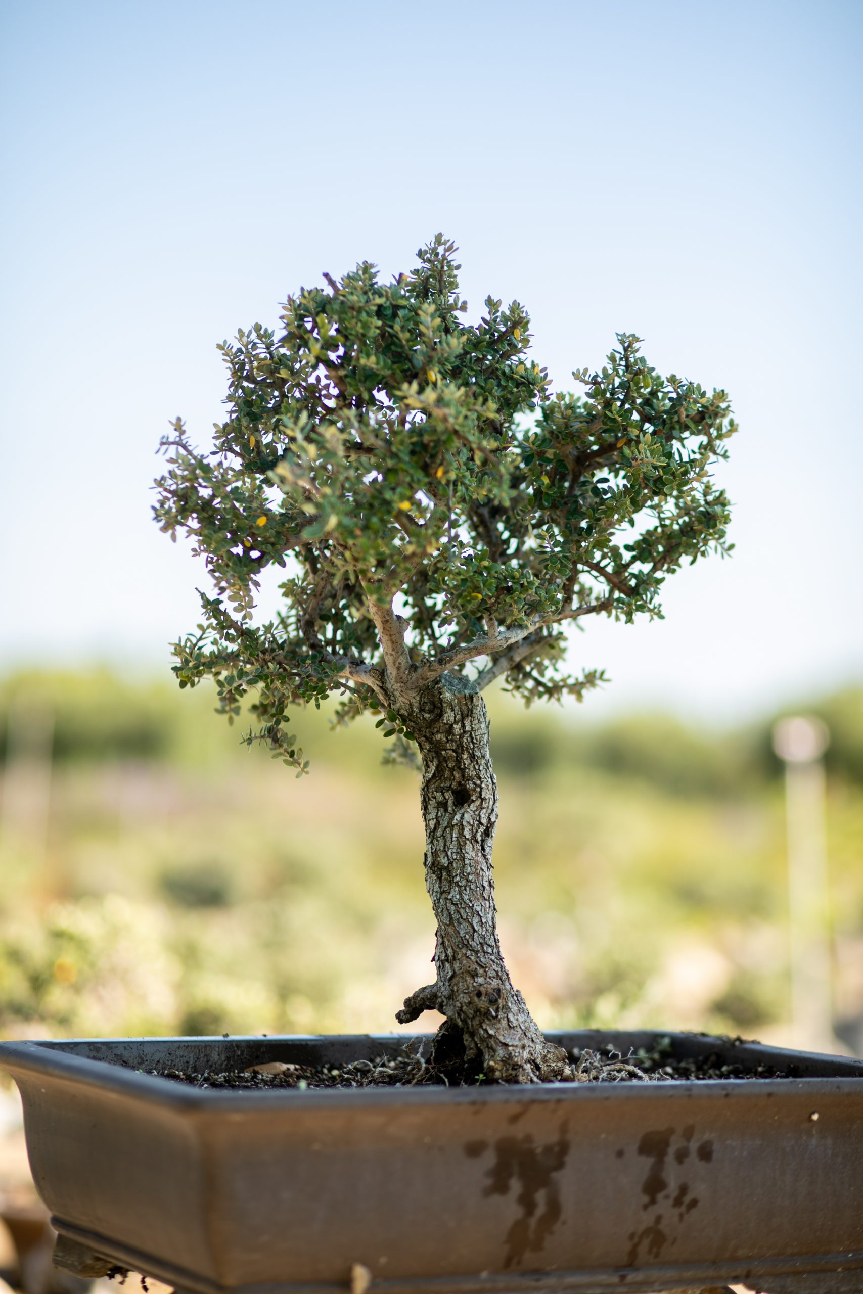 Μπονσάι Ελιάς 52 - Image 2