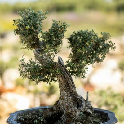 Μπονσάι Ελιάς 53